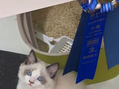 -青奢宠物·青奢猫舍