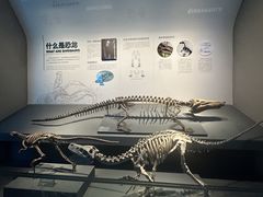 -自贡恐龙博物馆