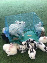 -萌宠亲子动物乐园(槐房万达店)