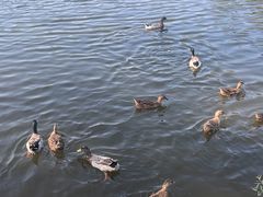 -合肥滨湖国家森林公园