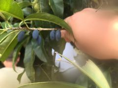 -樱桃山旅游景区