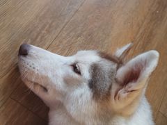 -Husky Go! 哈士奇体验馆·宠物咖啡厅狗咖