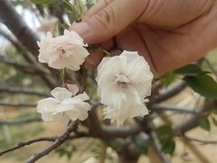 -天适樱花悠乐园