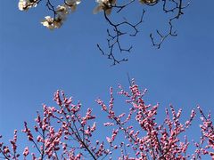 -梅花山(明孝陵内)