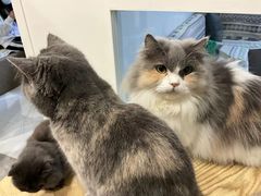 -楼上猫咖(罗湖店)
