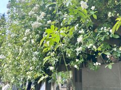 -四川大学(望江校区)