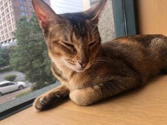 -CAT’S MEWSTAR CAFE·喵星球猫屋(晴湾咖啡店)