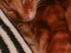 -猫猫幼稚园·撸猫·桌游·电玩