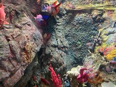 -太平洋海底世界