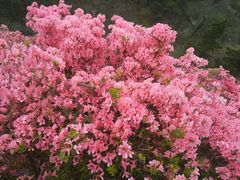 -木兰云雾山
