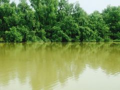 -大湾区中央湿地公园
