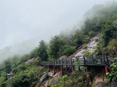 -铁山坪森林公园