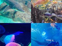 -太平洋海底世界