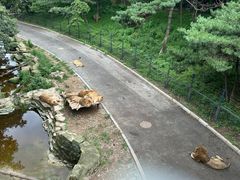 -大连森林动物园