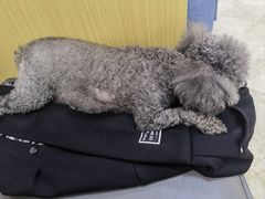-美联众合动物医院·24h转诊中心