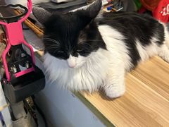 -平行世界·猫咖(首经贸店)