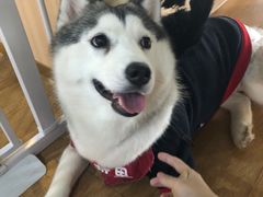 -Husky Go! 哈士奇体验馆·宠物咖啡厅狗咖