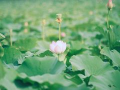 -西青郊野公园