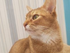-猫小院猫主题咖啡厅(北锣店)