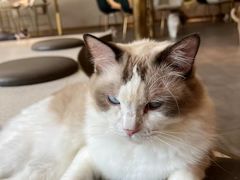 -飞行喵MR PILOT|猫舍·猫咖(静安大融城店)