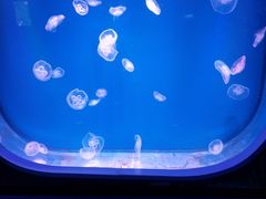 -芜湖新华联大白鲸海洋公园