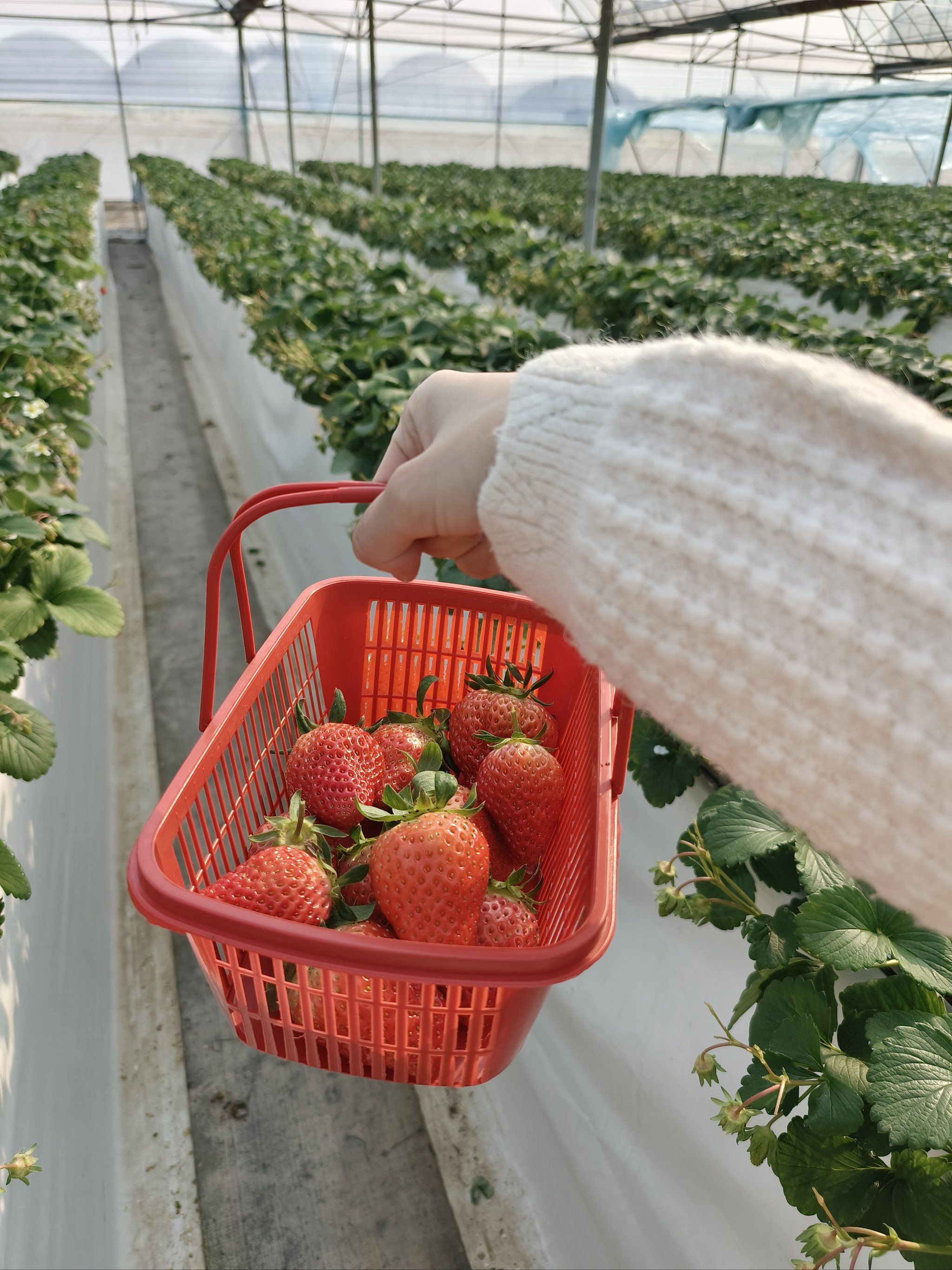 在长沙摘草莓请认准高架草莓