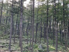 -鲁山国家森林公园