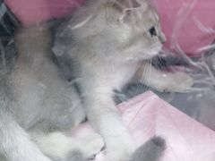 -宠颐生中康贝怡动物医院