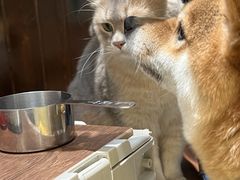 -逗柴咖啡屋·狗咖猫咖宠物桌游