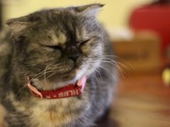 -猫色咖啡·猫咖