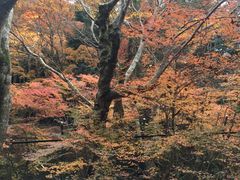 -醍醐寺