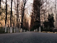 -合肥滨湖国家森林公园