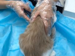 -纳吉亚猫专科动物诊疗中心(蒋宅口分院)