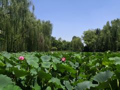 -莲湖公园