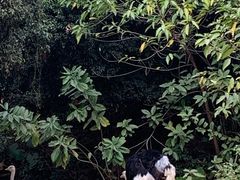 -深圳野生动物园