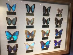 -上海昆虫博物馆