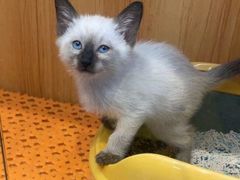 -欣宠猫屋·矮脚拿破仑·蓝金金渐层