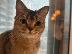 -喵小馆·猫咖狗咖猪咖·饮品店