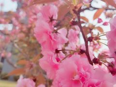 -石家庄市植物园