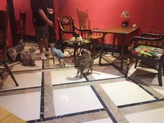 等位区-猫色咖啡·猫咖
