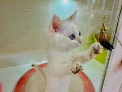 -青奢宠物·青奢猫舍