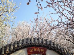 -桃花堤公园