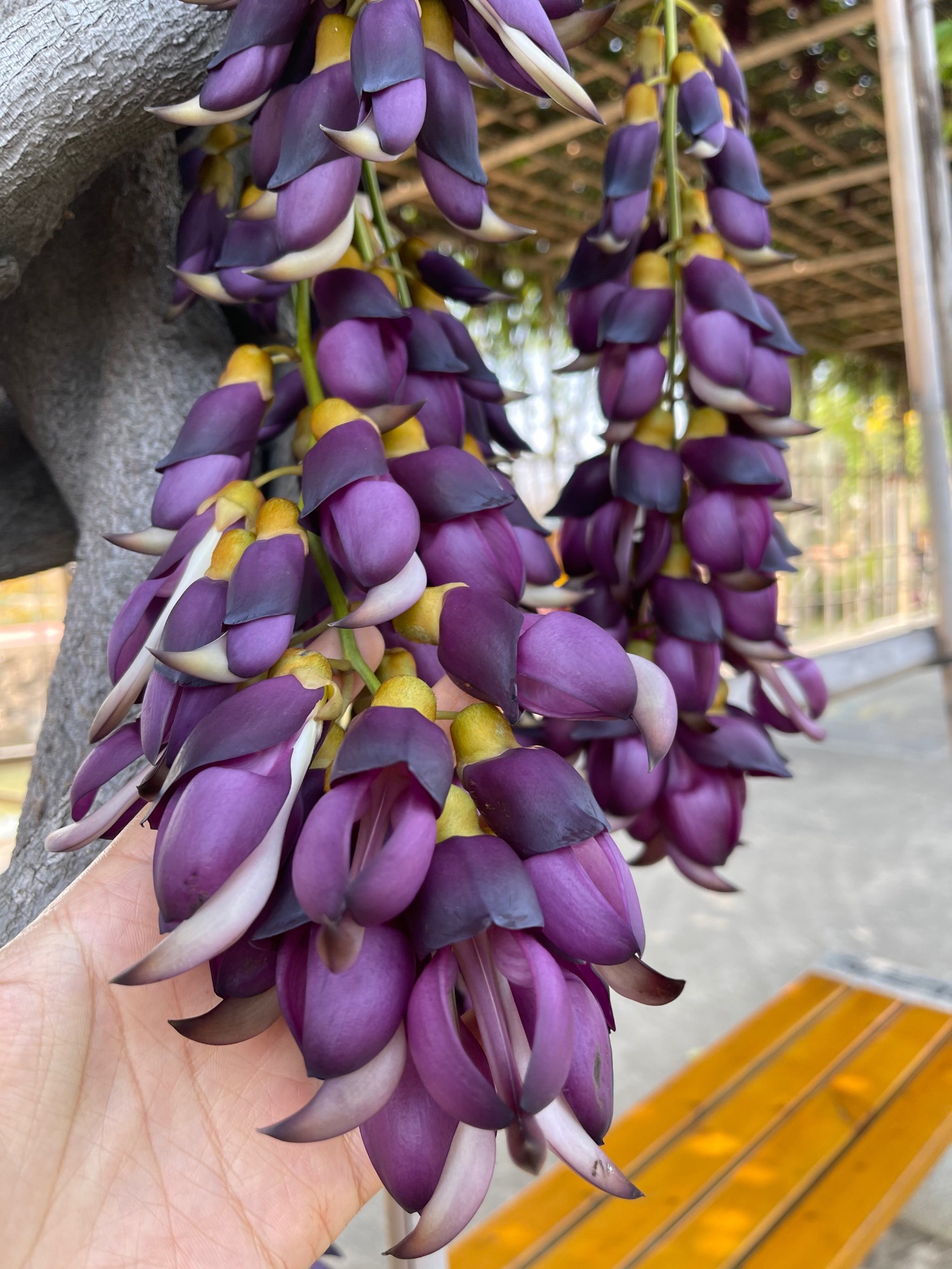 瓜果长廊偶遇紫色禾雀花,超级漂亮!远看像