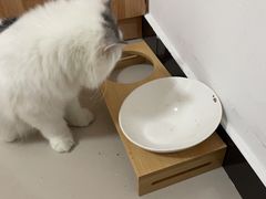 -猫大福·Fortune Cat猫舍(百子湾店)
