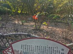 -秋霞圃