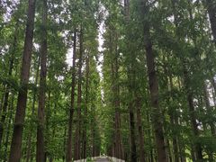 -黄海国家森林公园