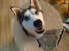 -Husky Go! 哈士奇体验馆·宠物咖啡厅狗咖