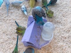 -怪兽屋·羊驼·猫咖·狗咖(俊华广场店)