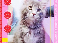 -十年猫舍·猫咪专门店(普陀店)
