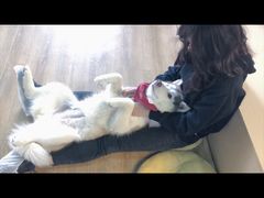 -Husky Go! 哈士奇体验馆·宠物咖啡厅狗咖